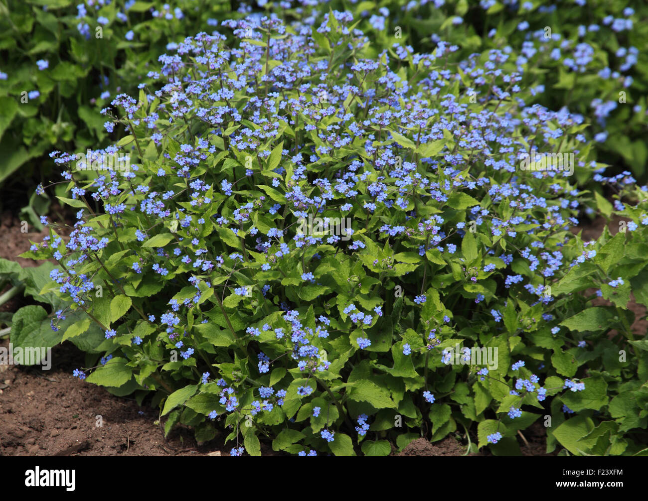 Brunnera macrophylla piante in fiore close up Foto Stock