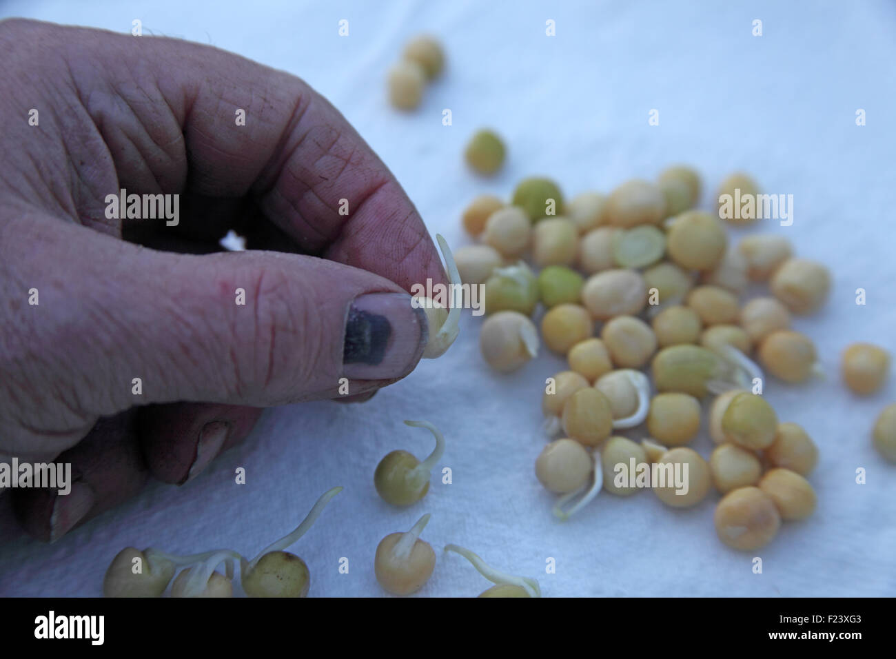 Pre germinati piselli da vicino lo sviluppo di root dopo 2 giorni Foto Stock