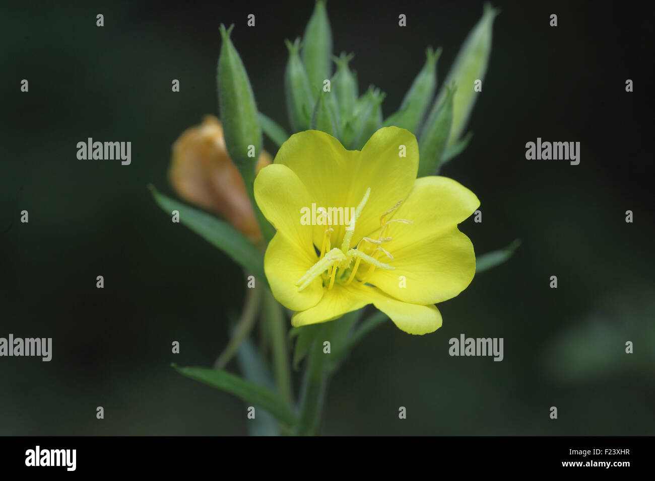 Oenothera biennis enotera close up offlower Carmarthenshire Augiust 2015 Foto Stock
