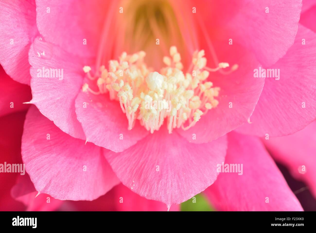 All'interno del fiore rosa (macro extazoomed fiore con il polline su pestils ) Foto Stock