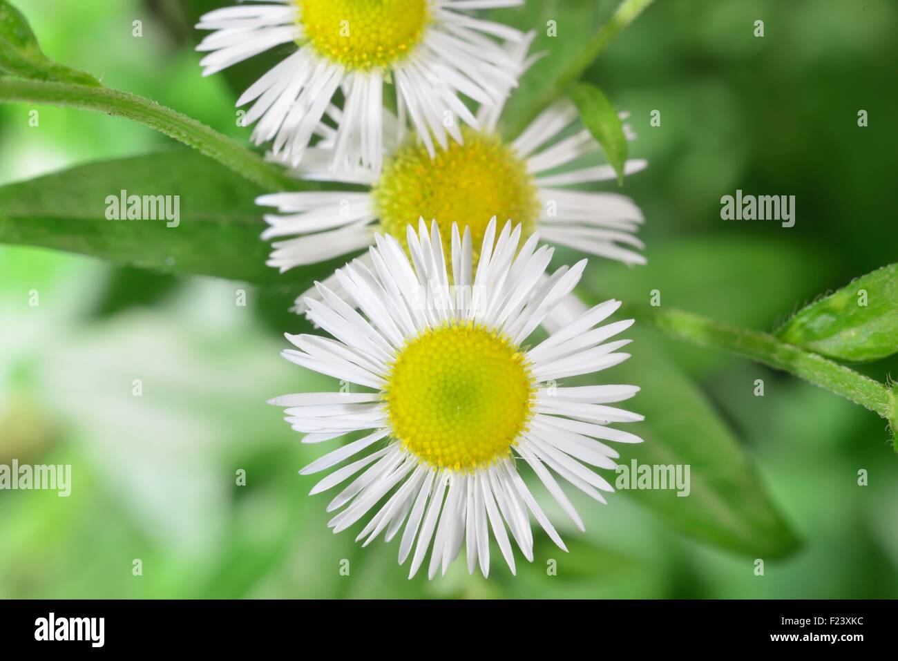 White wild farmaceutica terapeutica blooming close-up camomilla Foto Stock