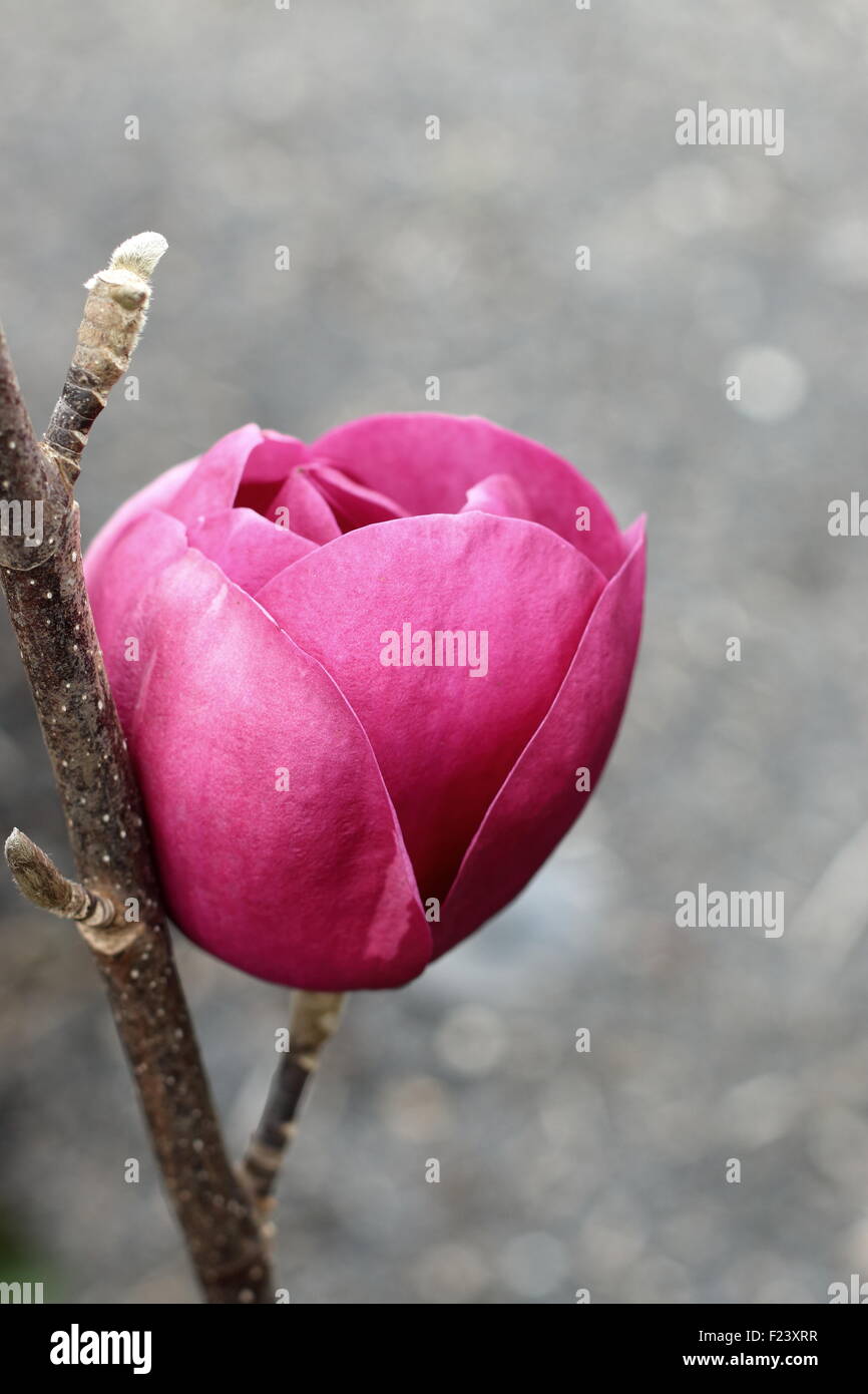 × Magnolia soulangeana o noto anche come Black Tulip Magnolia Foto Stock