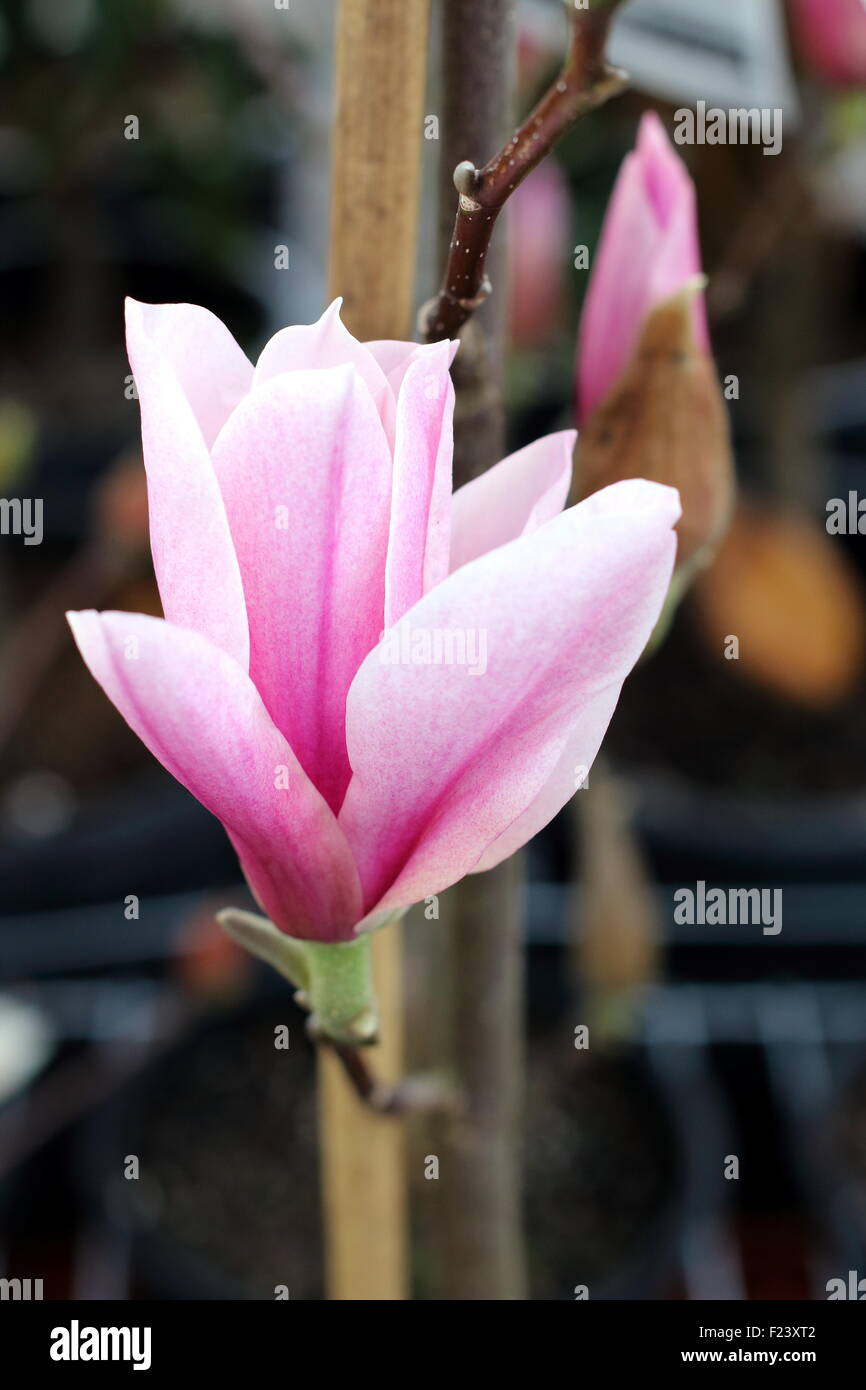 × Magnolia soulangeana o noto come piattino magnolia Foto Stock