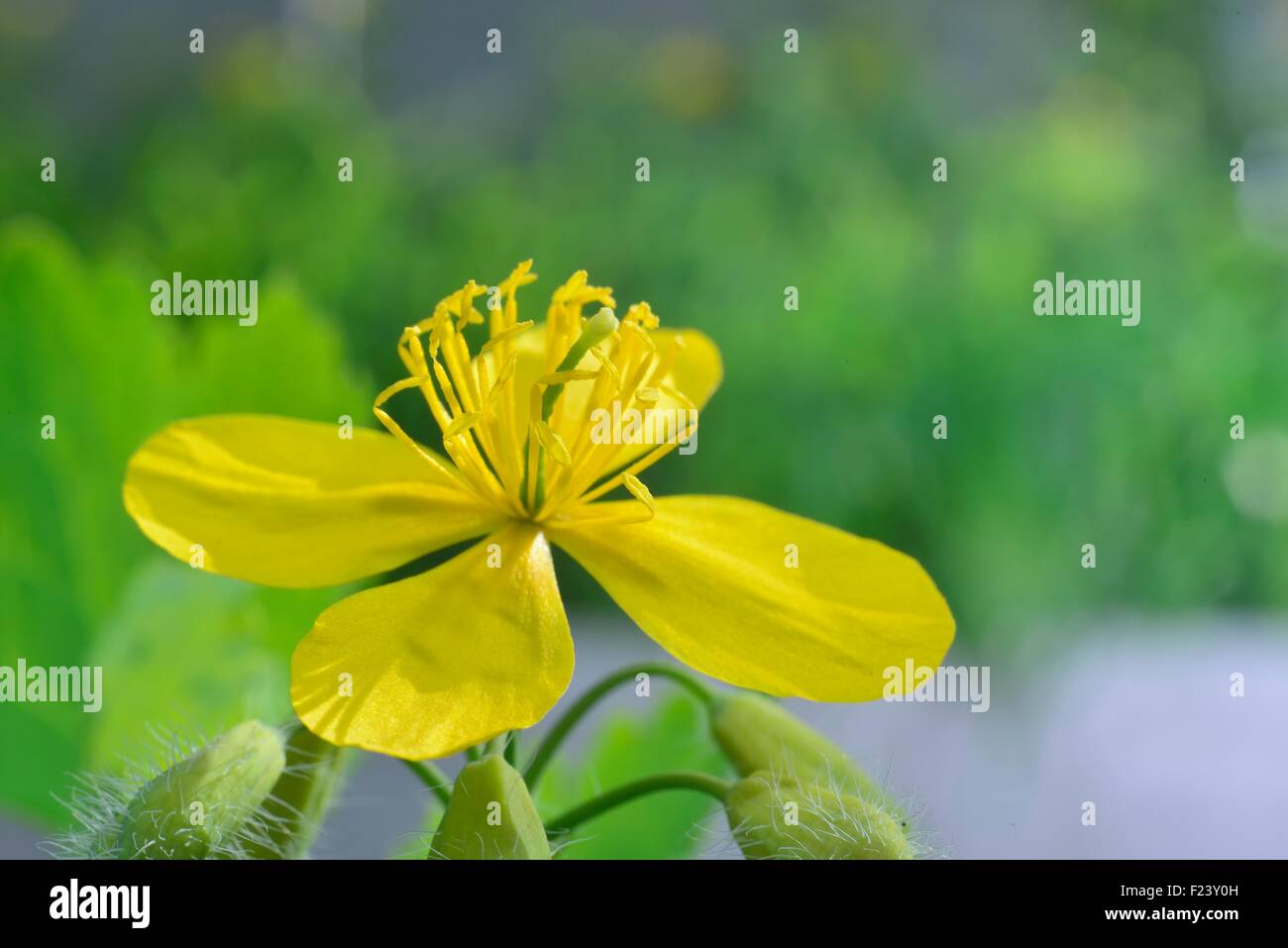 Celandine fiori (giallo macro fiori ingrandita) Foto Stock