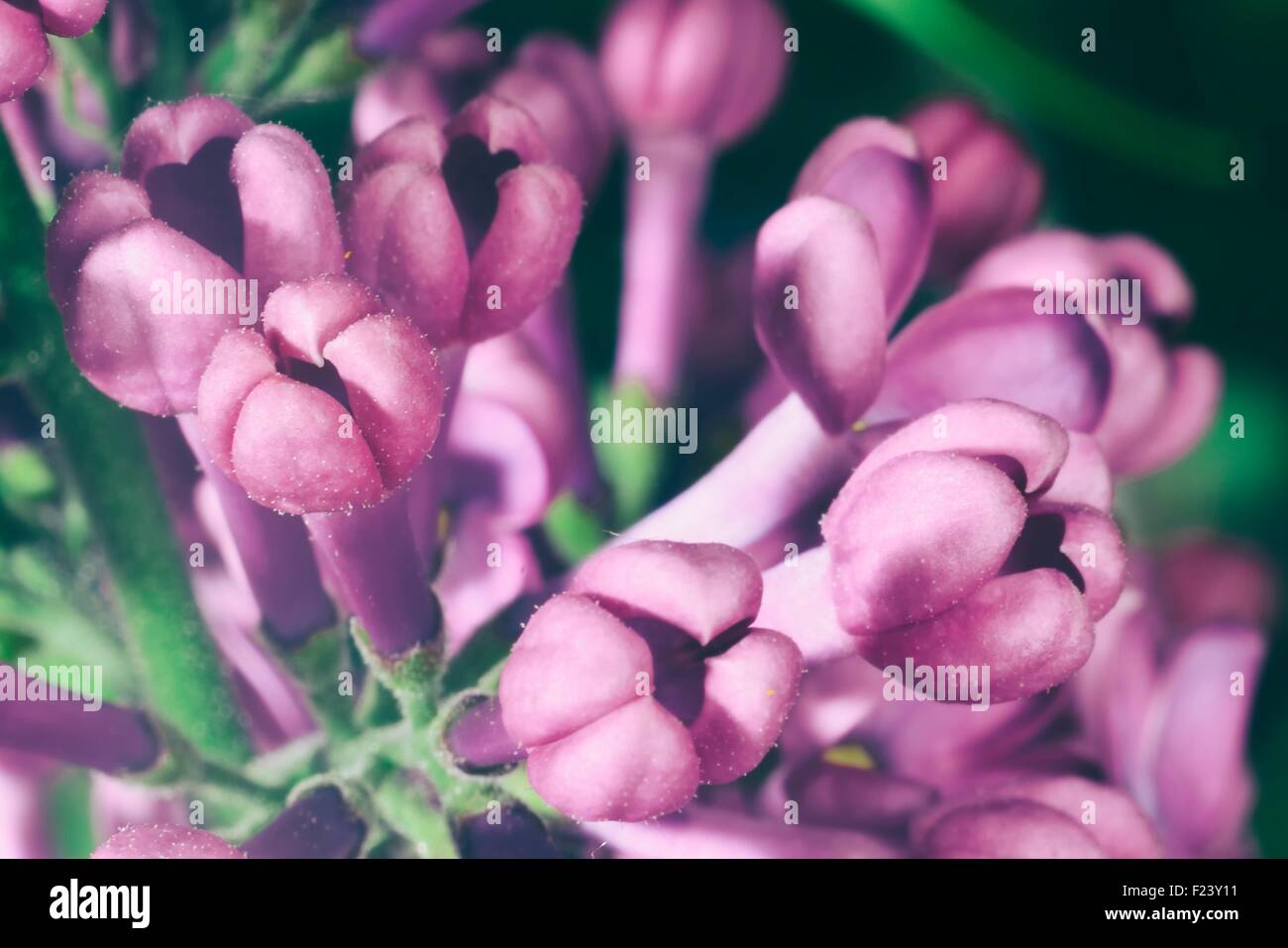 Boccioli lilla (macro zoomed viola fiori lilla) Foto Stock
