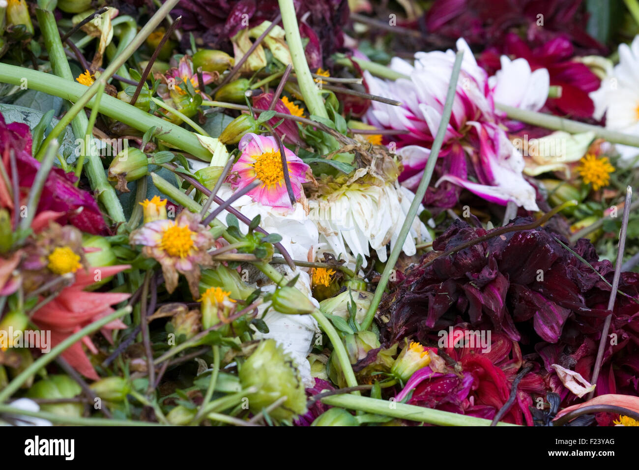 Punto morto fiori Foto Stock