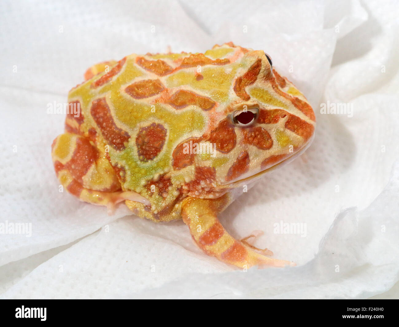 Captive campione di ornati rana cornuta, Ceratophrys ornata, noto anche come pacman frog Foto Stock