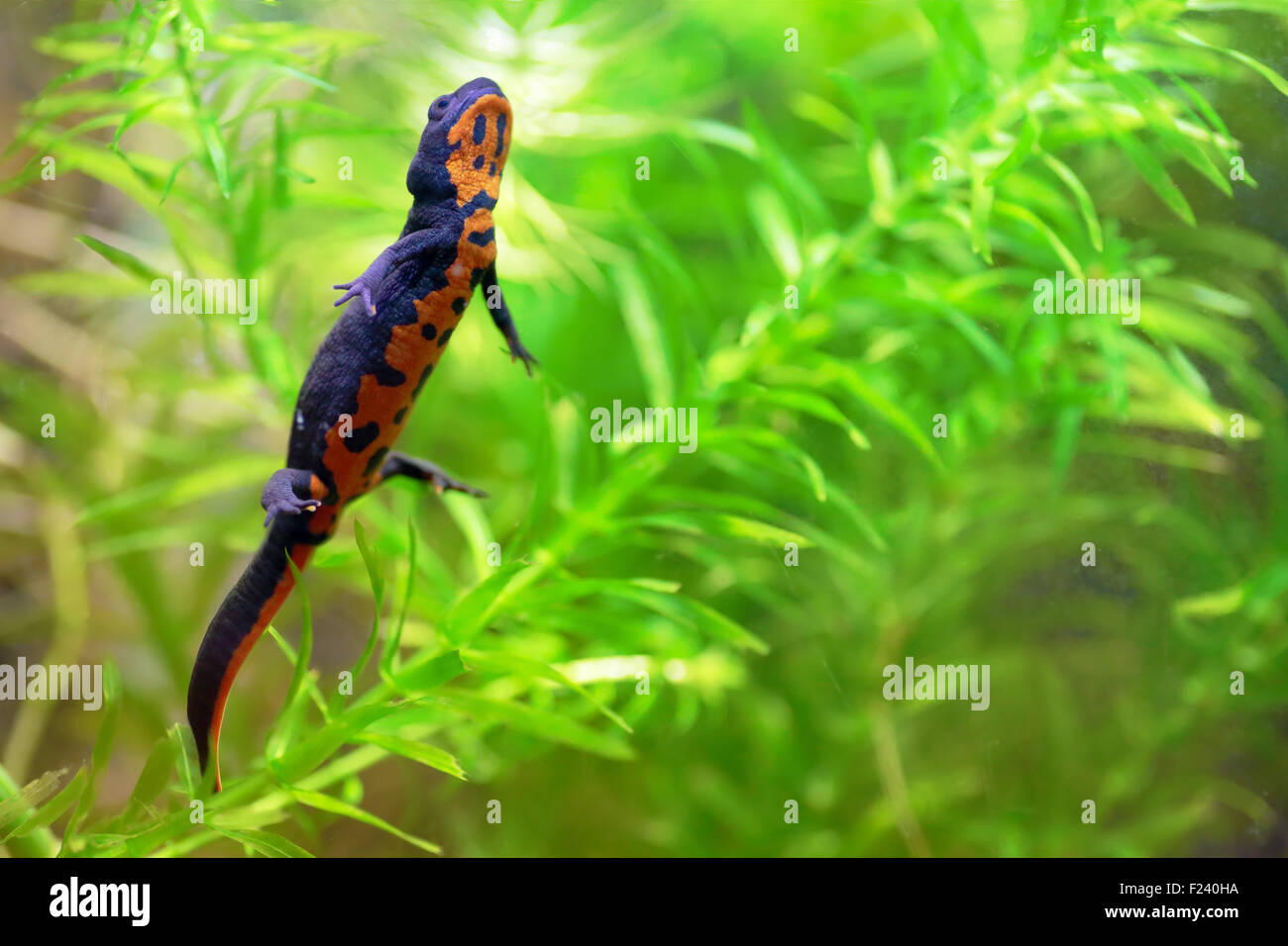 Un incendio cinese ventre tritone, Cynops Orientalis, nuoto tra piante acquatiche Egeria densa Foto Stock