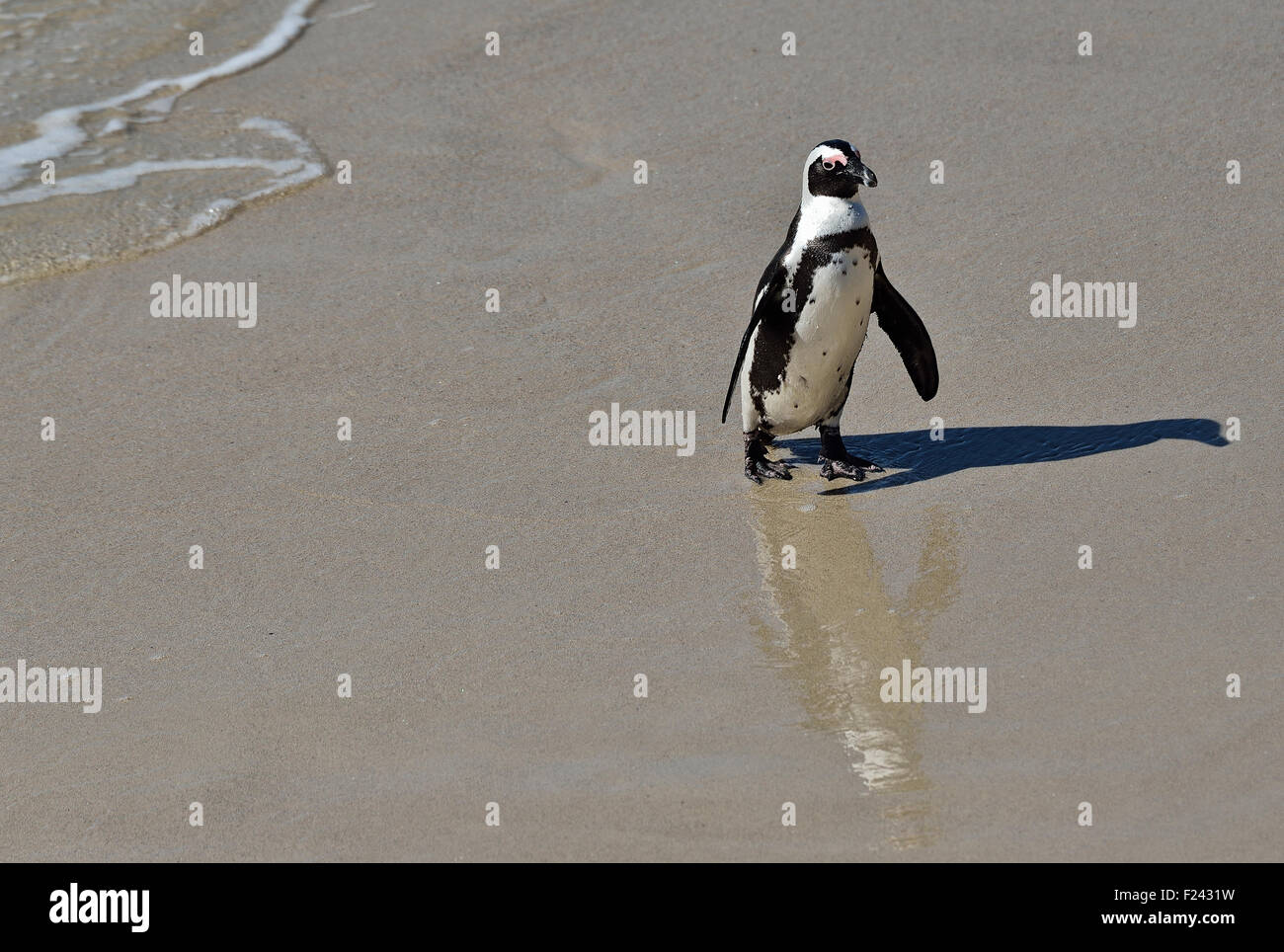 Sud Africa, Betty's Bay area marina protetta, pinguini Jackass, Spheniscus demersus Foto Stock