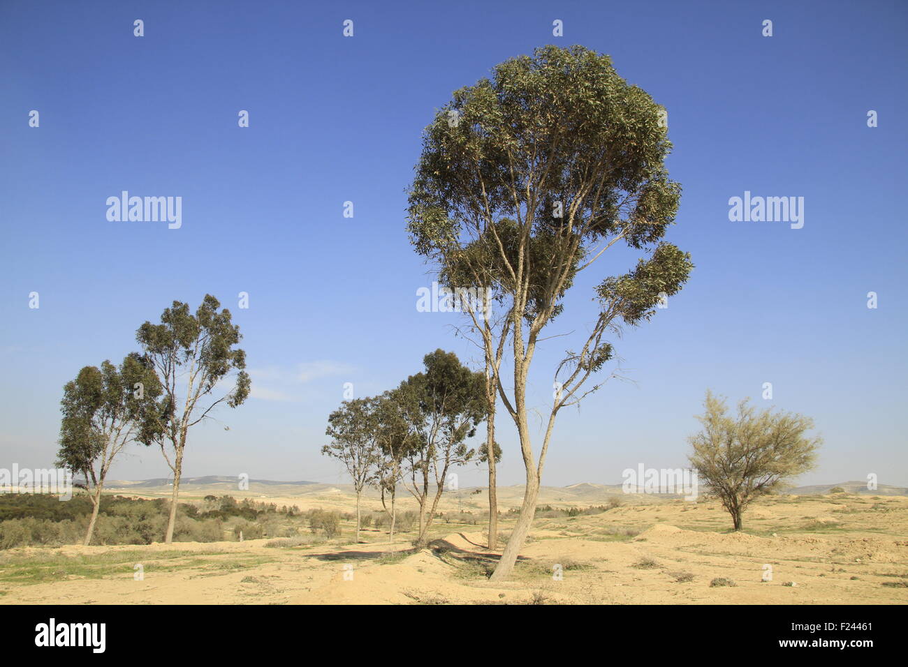 Israele, Shephelah, alberi di eucalipto in foresta Dudaim Foto Stock