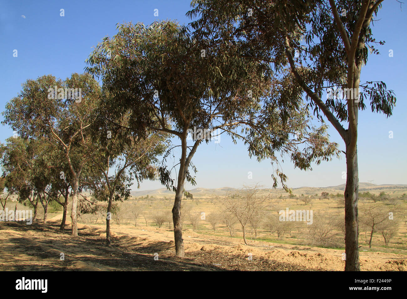 Israele, Shephelah, alberi di eucalipto in foresta Dudaim Foto Stock