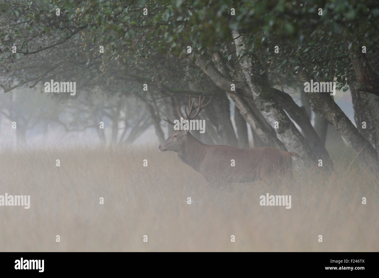I giovani cervi rossi / Rothirsch ( Cervus elaphus ) a piedi, guardando fuori del bordo di una foresta in una nebbiosa mattina (Germania). Foto Stock
