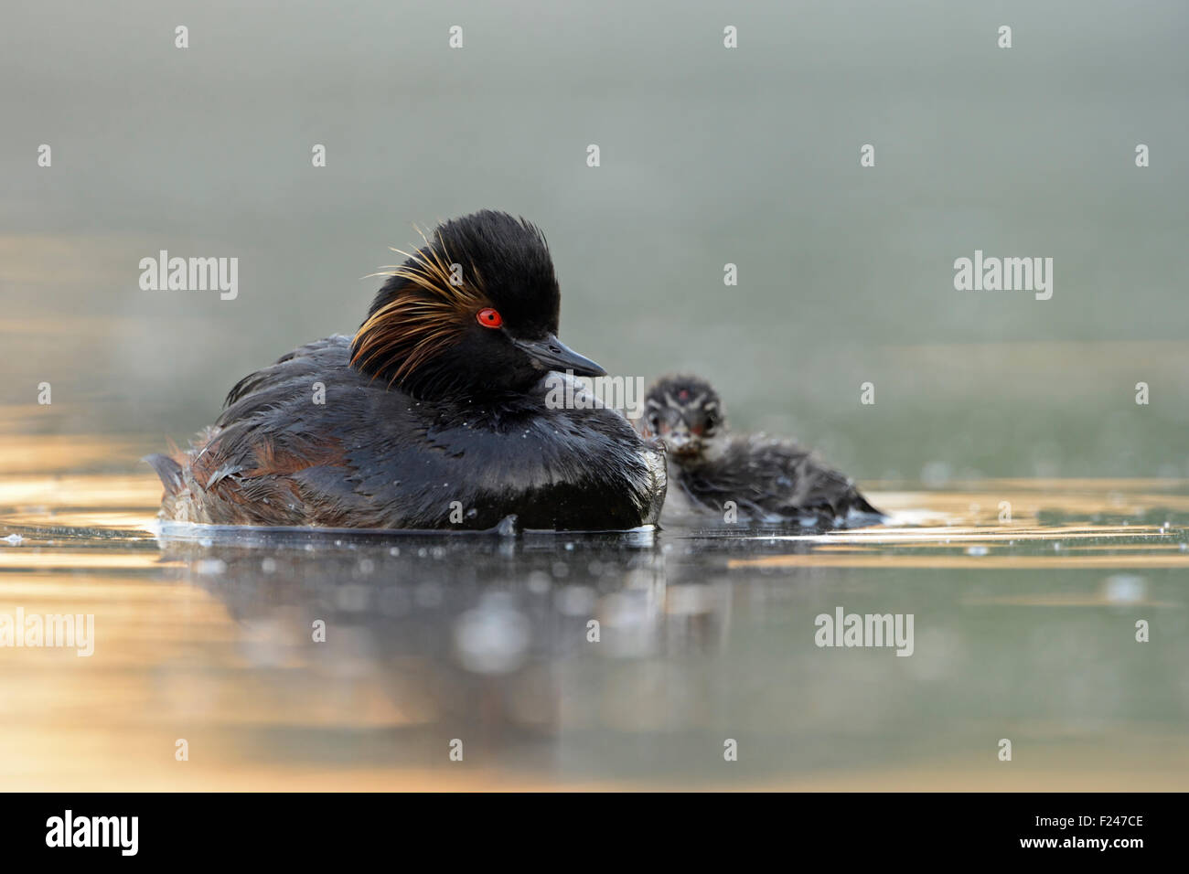 Grebe dal collo nero / Grebe dalle orecchie / Schwarzhalstaucher ( Podiceps nigricollis ) adulto con pulcino giovanile, fauna selvatica, Europa. Foto Stock