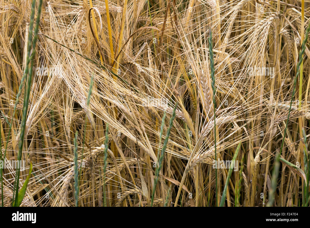 Orzo - chicchi d'orzo Foto Stock