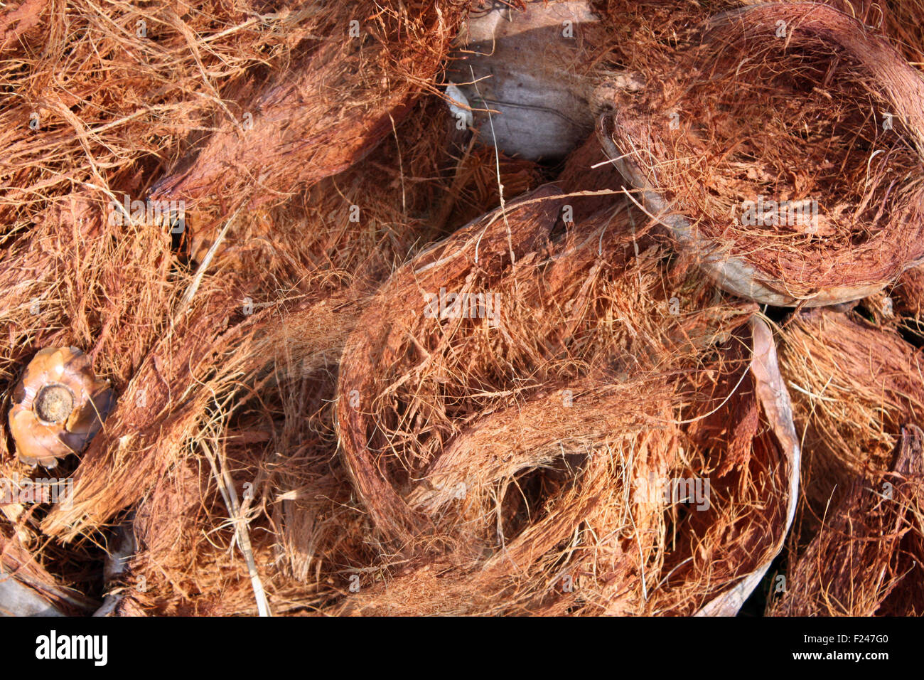 Uno sfondo di estratto secco di gusci di noce di cocco. Foto Stock