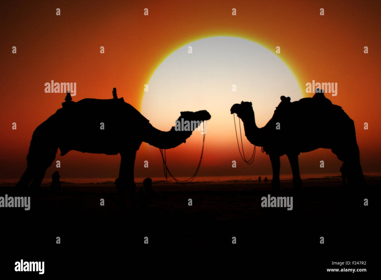 Una silhouette di due cammelli guardando il grande sole di setting su una spiaggia. Foto Stock