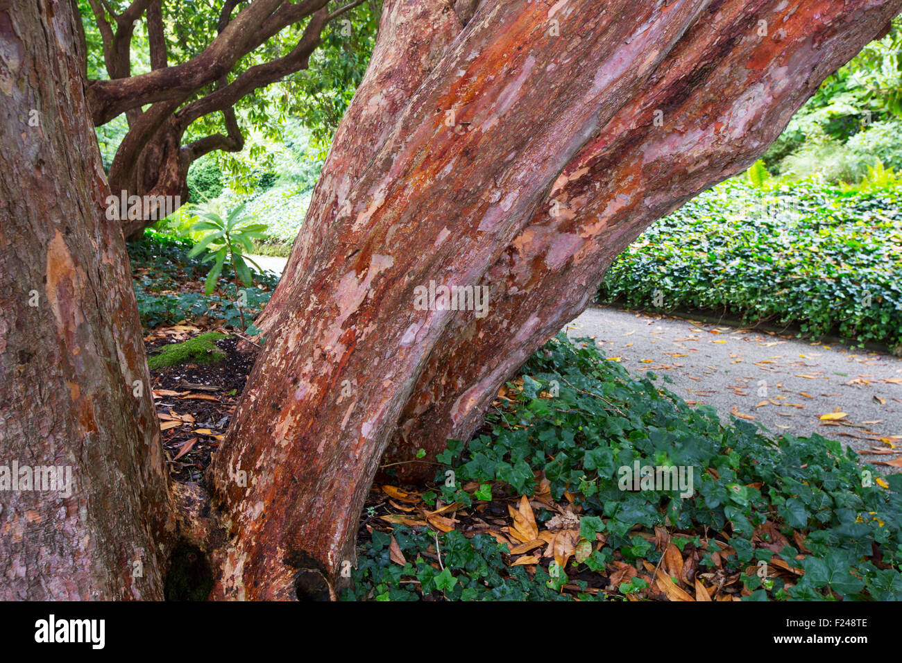 Un albero di rododendro in giardini Trelissick vicino a Colchester, Regno Unito. Foto Stock