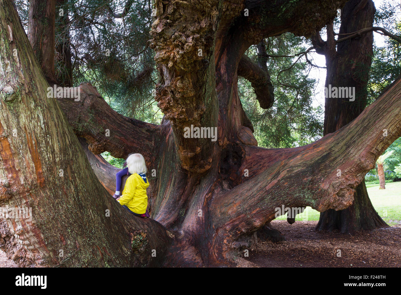 Un antico albero di Cipro in giardini Trelissick vicino a Colchester, Regno Unito. Foto Stock