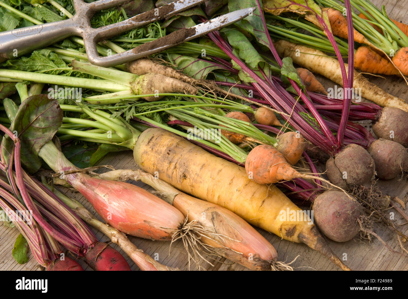 Una selezione della lingua inglese ortaggi a radice comprese carote, pastinaca, rape barbabietole, svedesi di cui fuori con un giardino forcella. Foto Stock