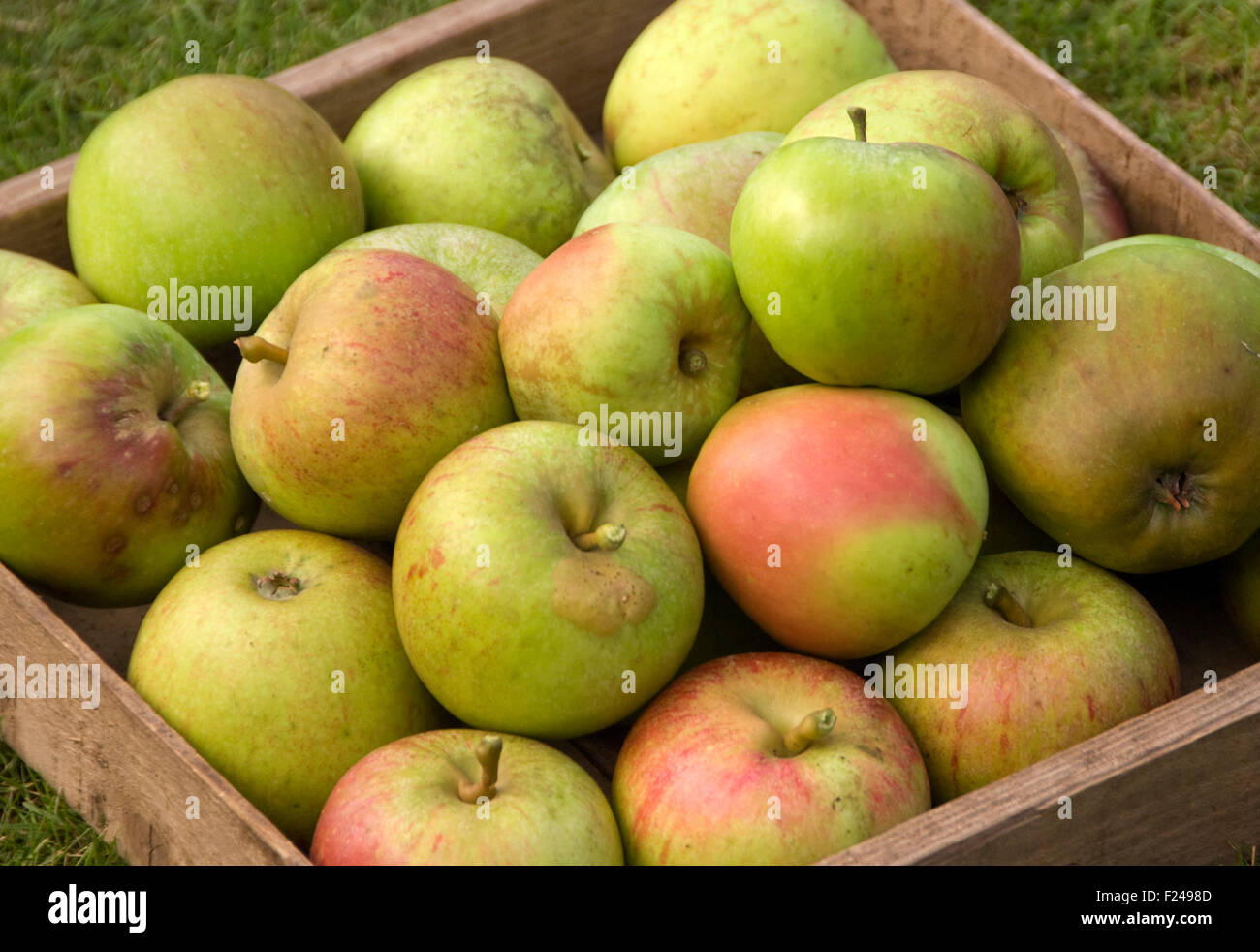 Mele Pippin di Cox's Orange appena raccolte. Foto Stock