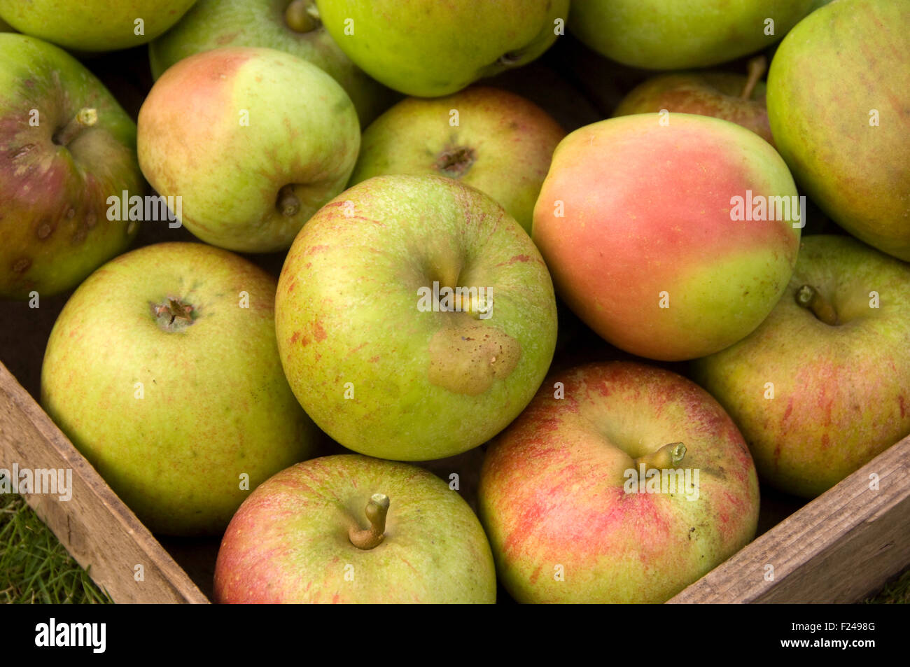 Mele Pippin di Cox's Orange appena raccolte. Foto Stock