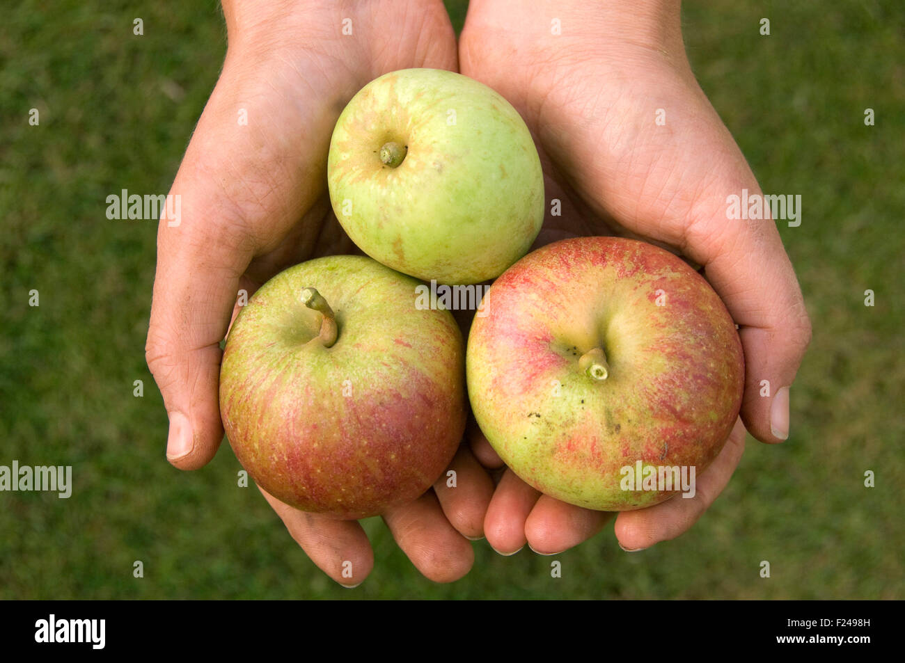 Mele Pippin di Cox's Orange appena raccolte. Foto Stock