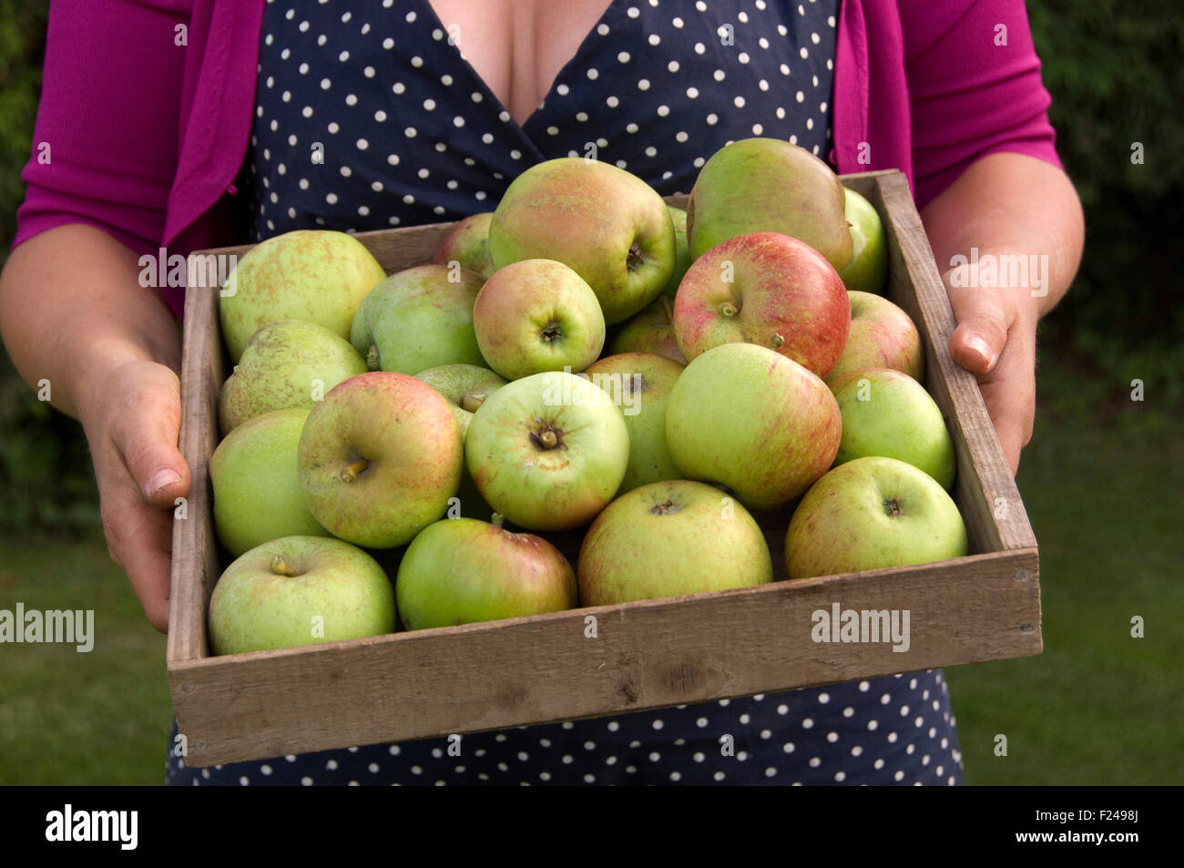 Mele Pippin di Cox's Orange appena raccolte. Foto Stock