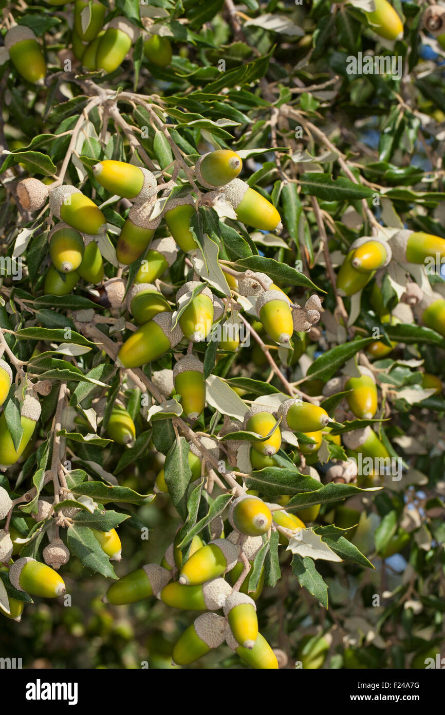 Leccio, holly querce, lecci, querce, frutta, acorn, ghiande Steineiche, Stein-Eiche, Früchte, Frucht, Eicheln, Quercus ilex Foto Stock