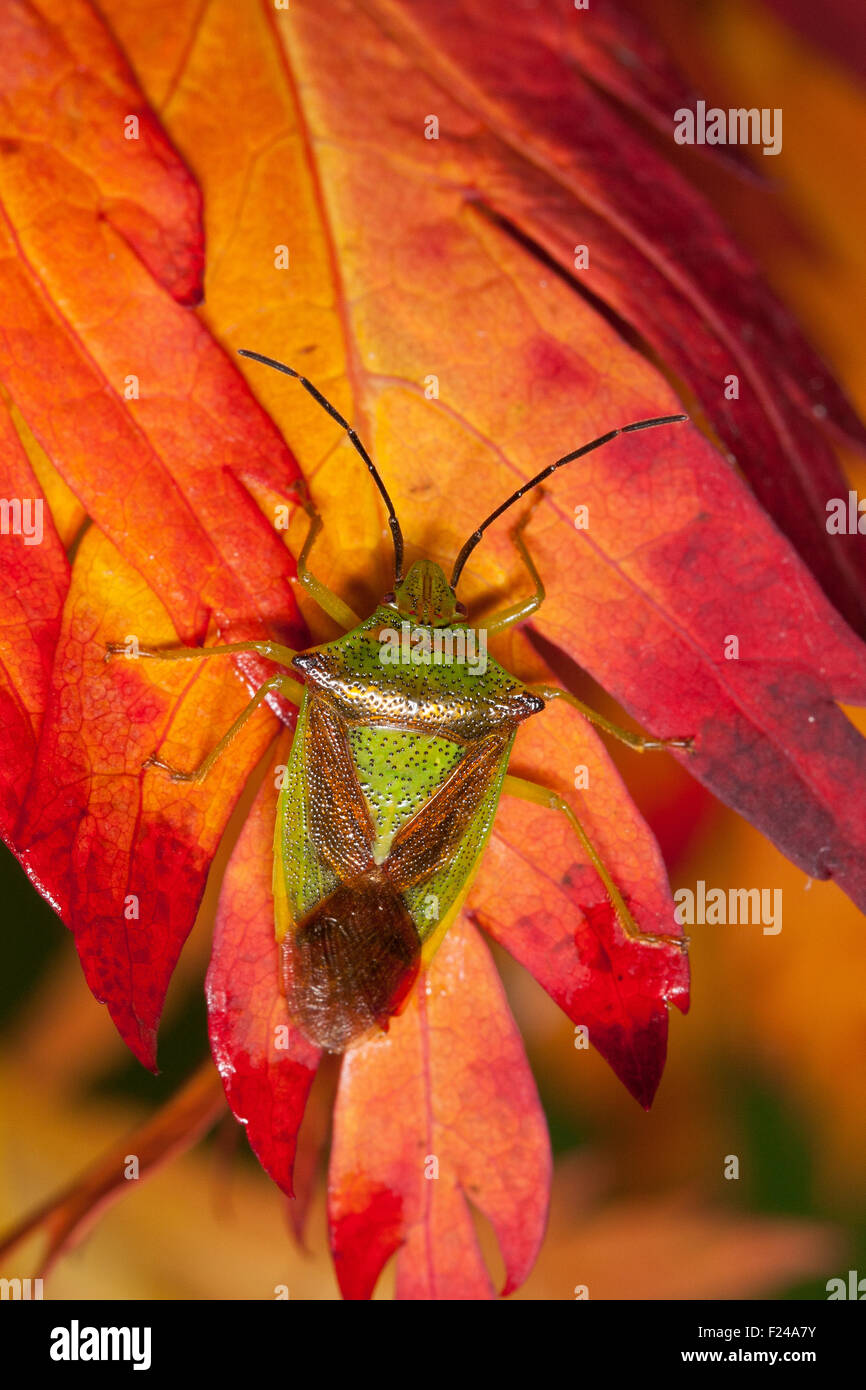 Biancospino shieldbug, Stachelwanze, Wipfelwanze, Bauchkielwanze, Bauch-Kielwanze, Acanthosoma haemorrhoidale Foto Stock