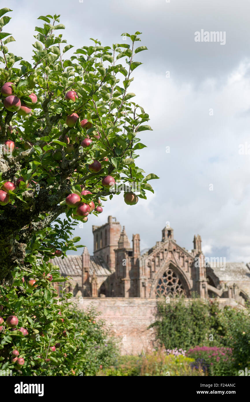Apple 'sanguinosa Plowmans' sull'albero in giardini Priorwood frutteto con St Marys Abbey in background, Melrose, Scozia Foto Stock