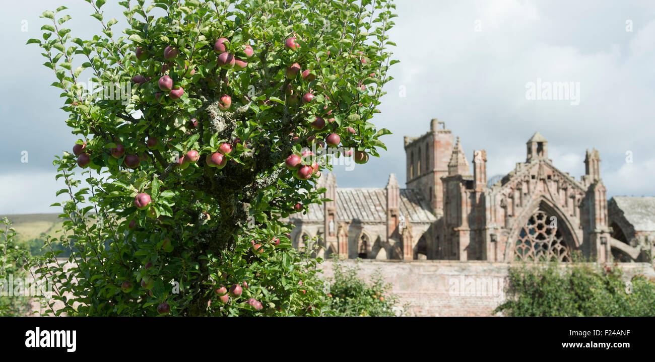 Apple 'sanguinosa Plowmans' sull'albero in giardini Priorwood frutteto con St Marys Abbey in background, Melrose, Scozia Foto Stock