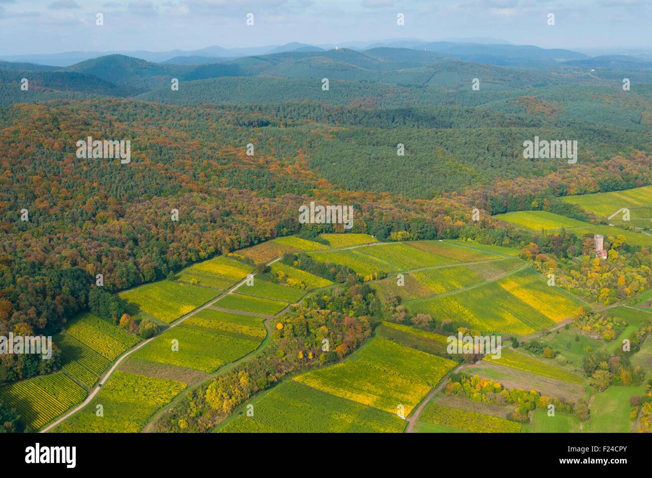 In Germania, in Renania Palatinato, Schweigen-Rechtenbach vigneti in autunno (vista aerea) // Allemagne, Rhenanie-Palatinat, Schwei Foto Stock