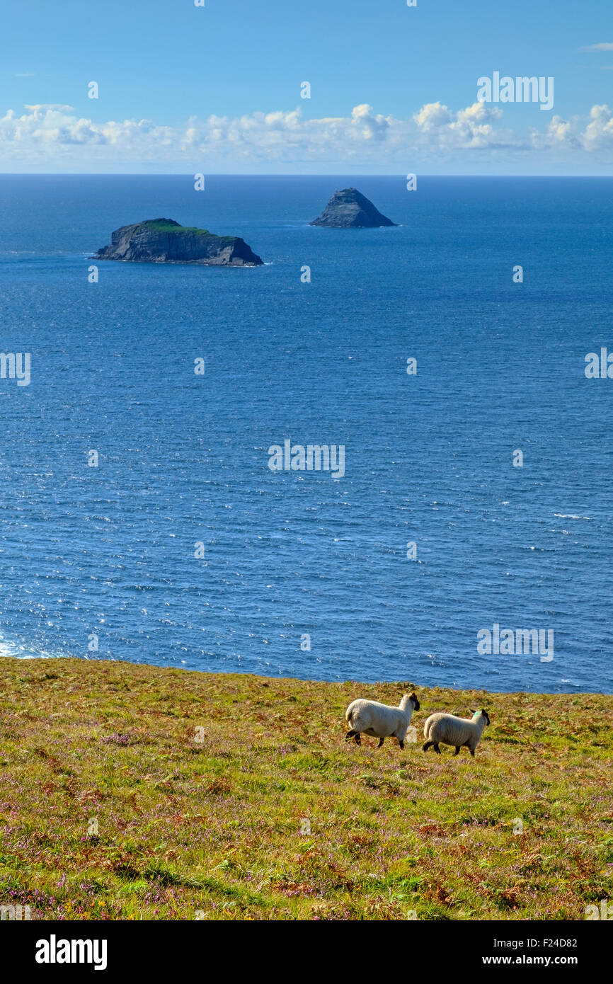 Campo di pecora mare orizzonte le isole dell'Irlanda Foto Stock