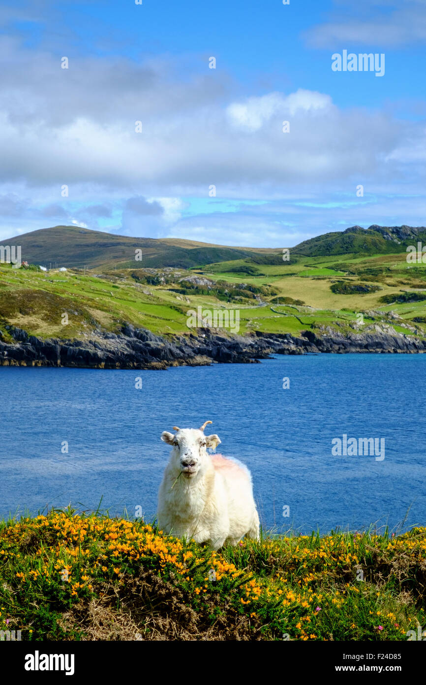 L'irlanda campagna irlandese pecore ram Collina Mare Regno Unito Foto Stock