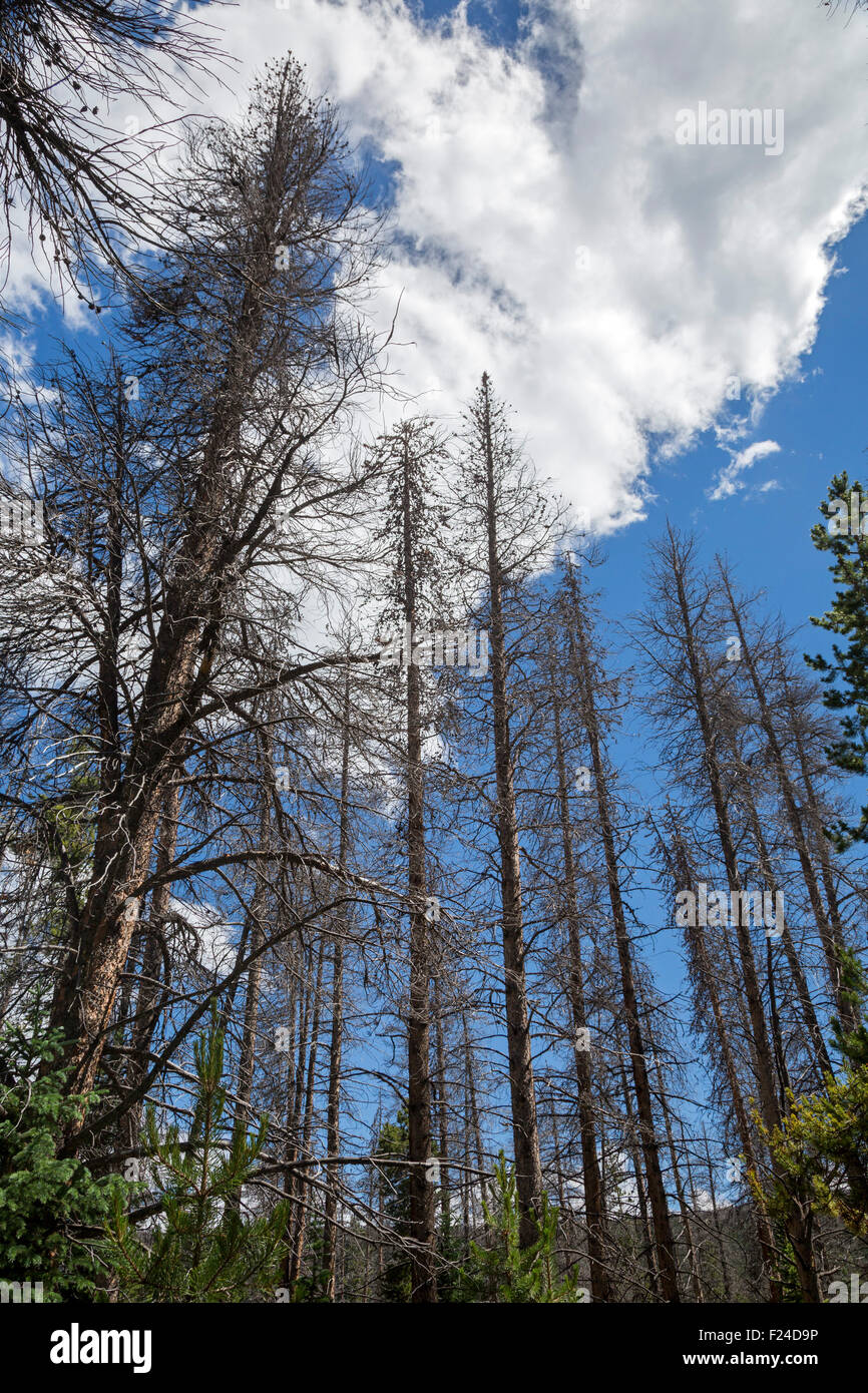 Silverthorne, Colorado - pini ucciso da un focolaio di pino di montagna di coleotteri in il nido delle aquile deserto. Foto Stock
