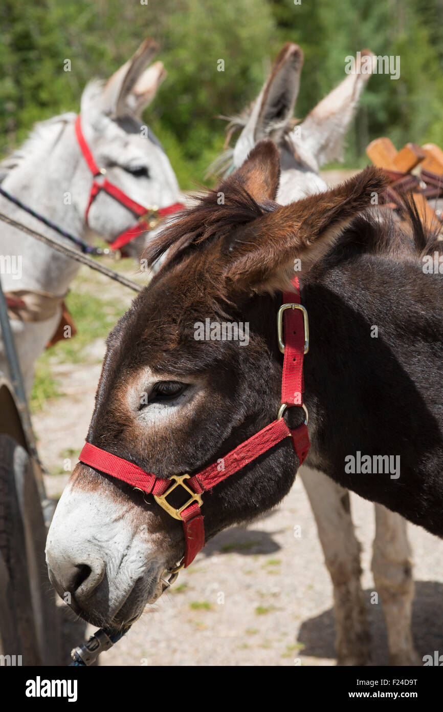 Silverthorne, Colorado - Muli in attesa di trasportare attrezzature per camper nel nido delle aquile Wilderness Area. Foto Stock