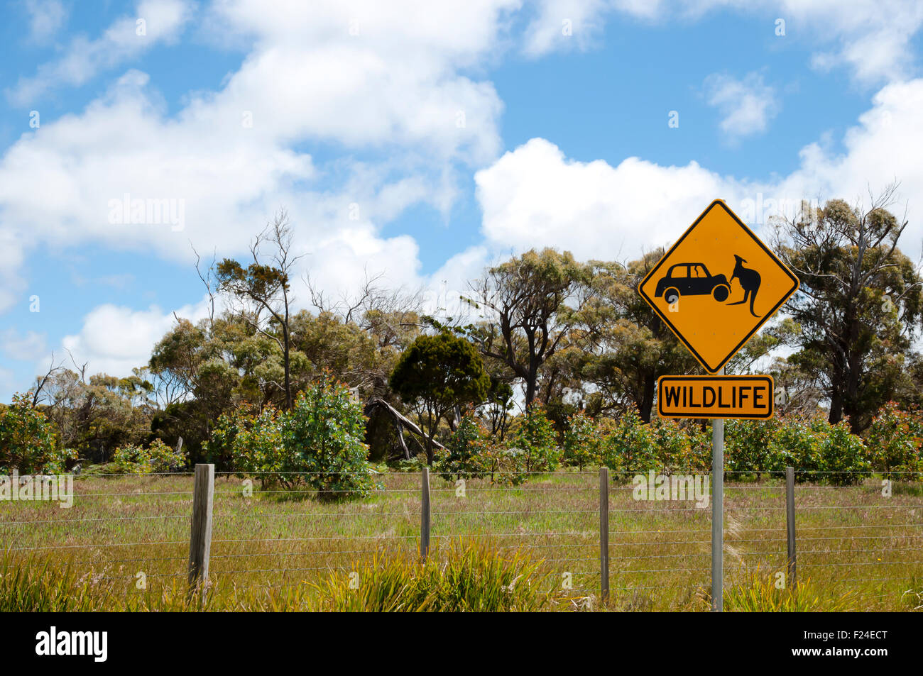 Segno della fauna selvatica - Tasmania Foto Stock