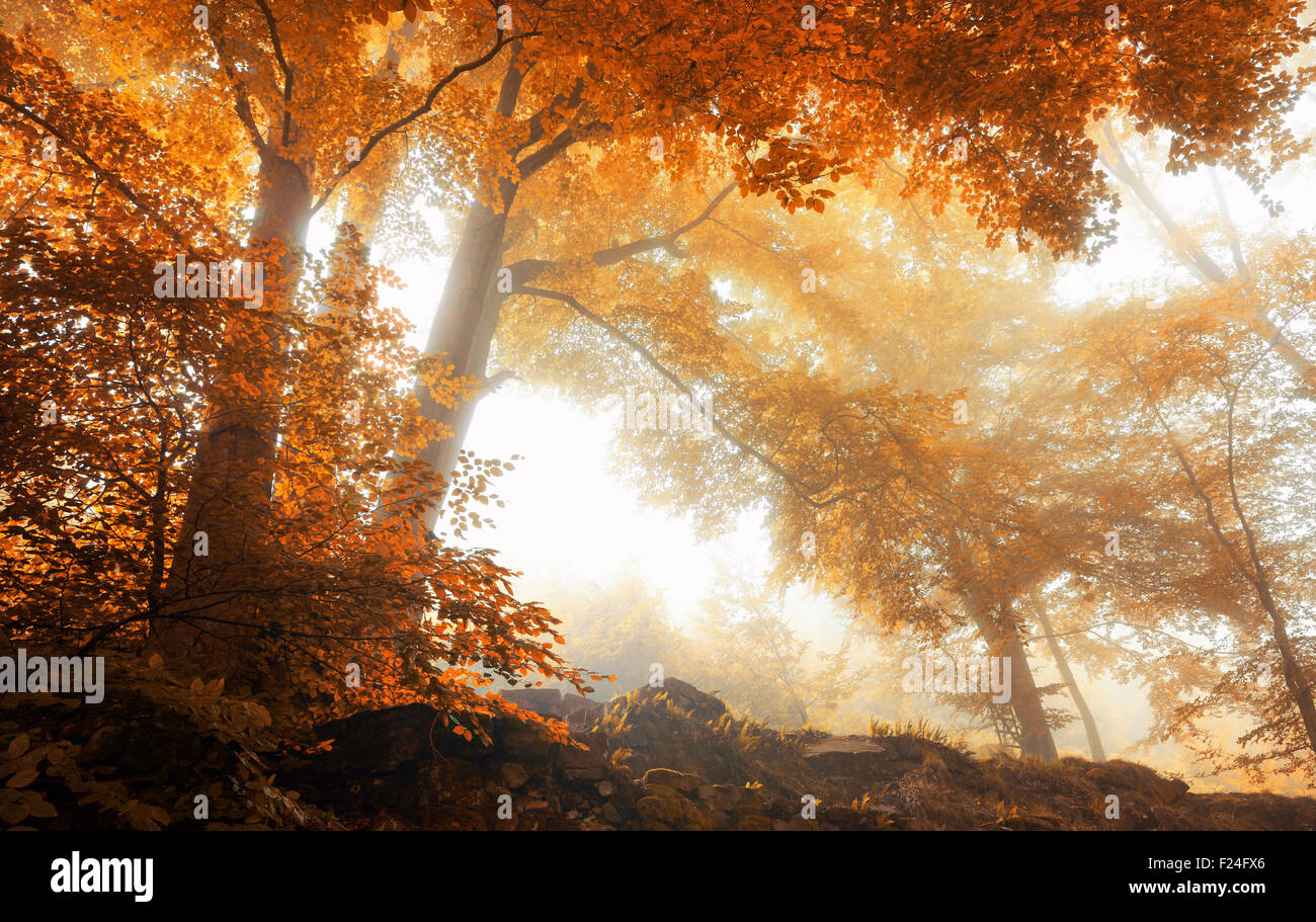 Faggi in una pittoresca foresta di nebbia in autunno con luce morbida e calda colori vibranti Foto Stock