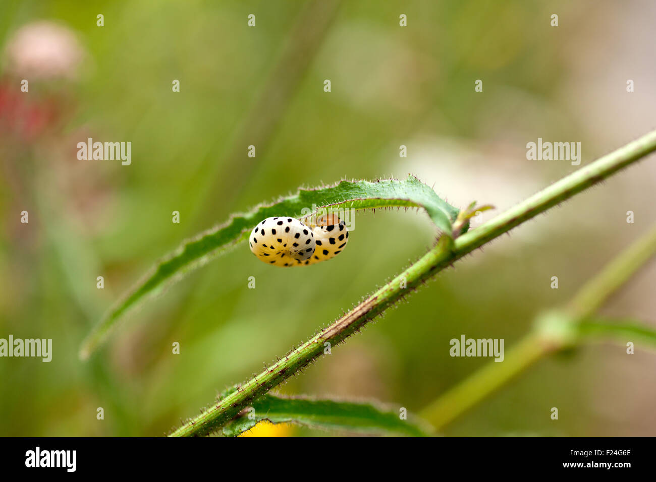 Worm caterpillar su una foglia Foto Stock
