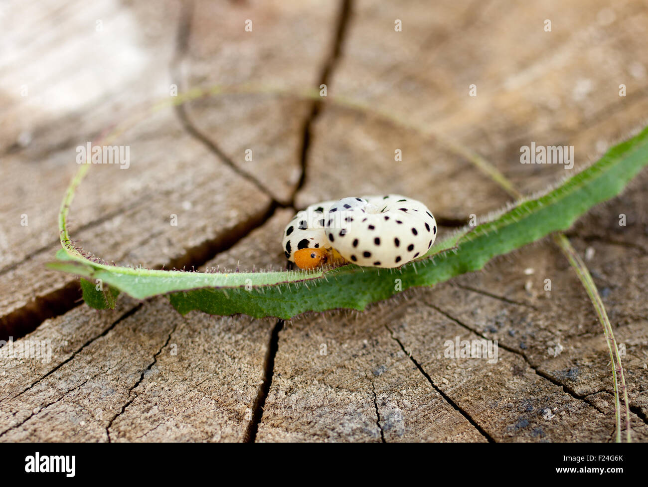 Worm caterpillar su una foglia Foto Stock