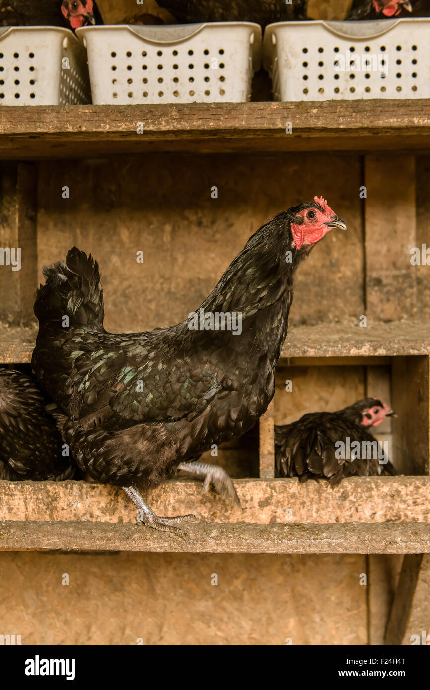 Nero Astralorp polli sono noti per essere buona nest sitter e madri Foto Stock