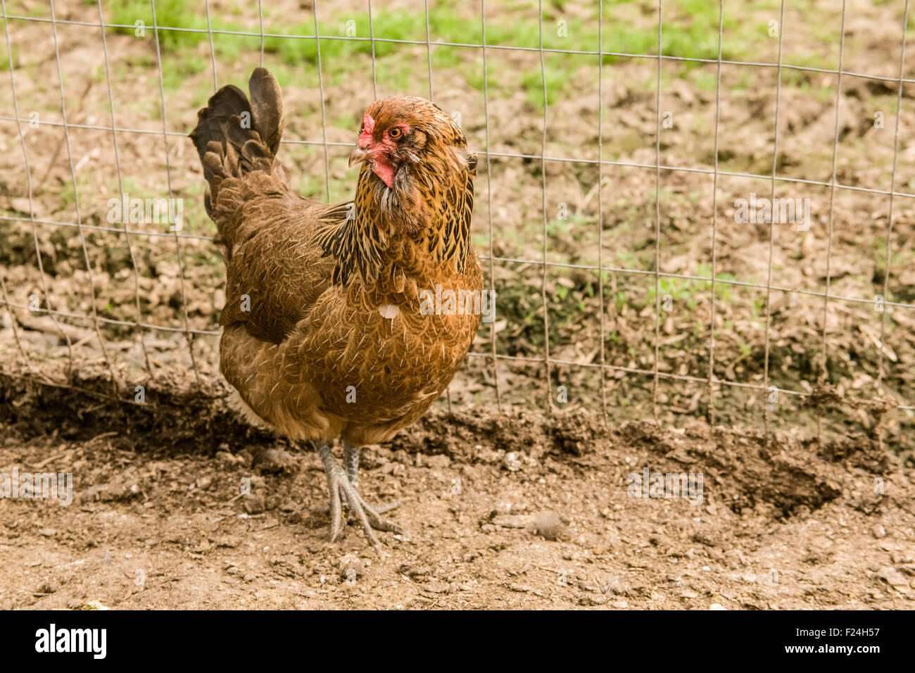 Ameraucana gallina camminate free-range in un grande recinto vicino Issaquah, Washington, Stati Uniti d'America Foto Stock