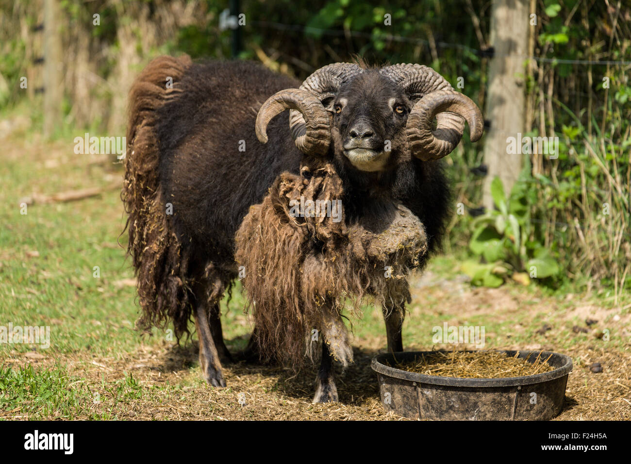 Patrimonio islandese razza di pecore presso la sua azienda agricola nei pressi di garofano, Washington, Stati Uniti d'America. La loro faccia e le gambe sono libere di lana. Foto Stock