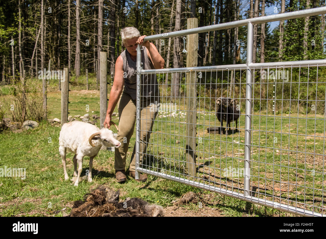 La donna sta tentando di ottenere un patrimonio islandese razza di pecore torna nella sua penna dopo il suo taglio, alla sua fattoria vicino a Garofano, WA Foto Stock