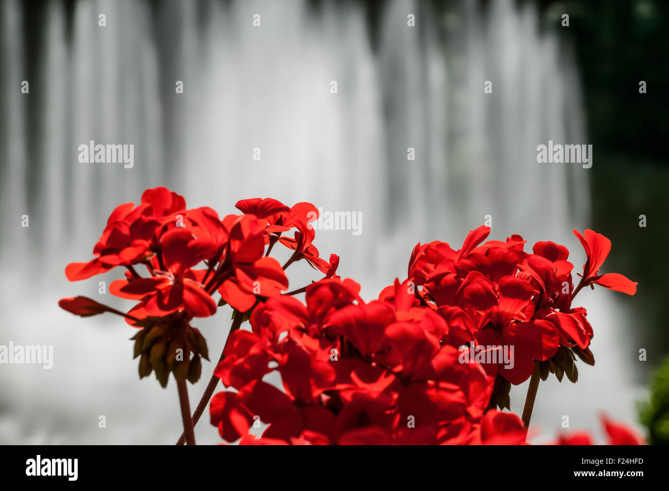 Rosso dei gerani davanti a un enorme funzione di acqua che spruzza in molti modelli diversi ai Giardini Butchart, Victoria, BC, Canada Foto Stock