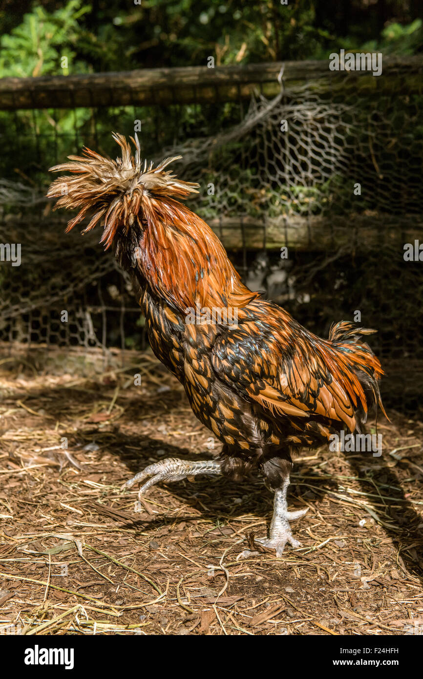 Il polacco sono molto speciale ed unica razza di pollo con le loro enormi pettinature cresta di piume e a forma di v comb. Foto Stock Il polacco sono molto speciale ed unica razza di pollo con le loro enormi pettinature cresta di piume e a forma di v comb. Foto Stock