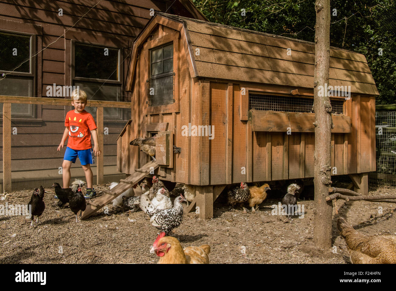 Cinque anni di vecchio ragazzo guardando un gregge di razza mista di polli in Issaquah, Washington, Stati Uniti d'America Foto Stock