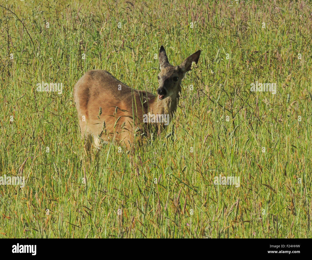 Un giovane Roosevelt Elk, (Cervus canadensis) maschio, Prairie Creek Redwoods State Park, California's Pacific North Coast. Foto Stock