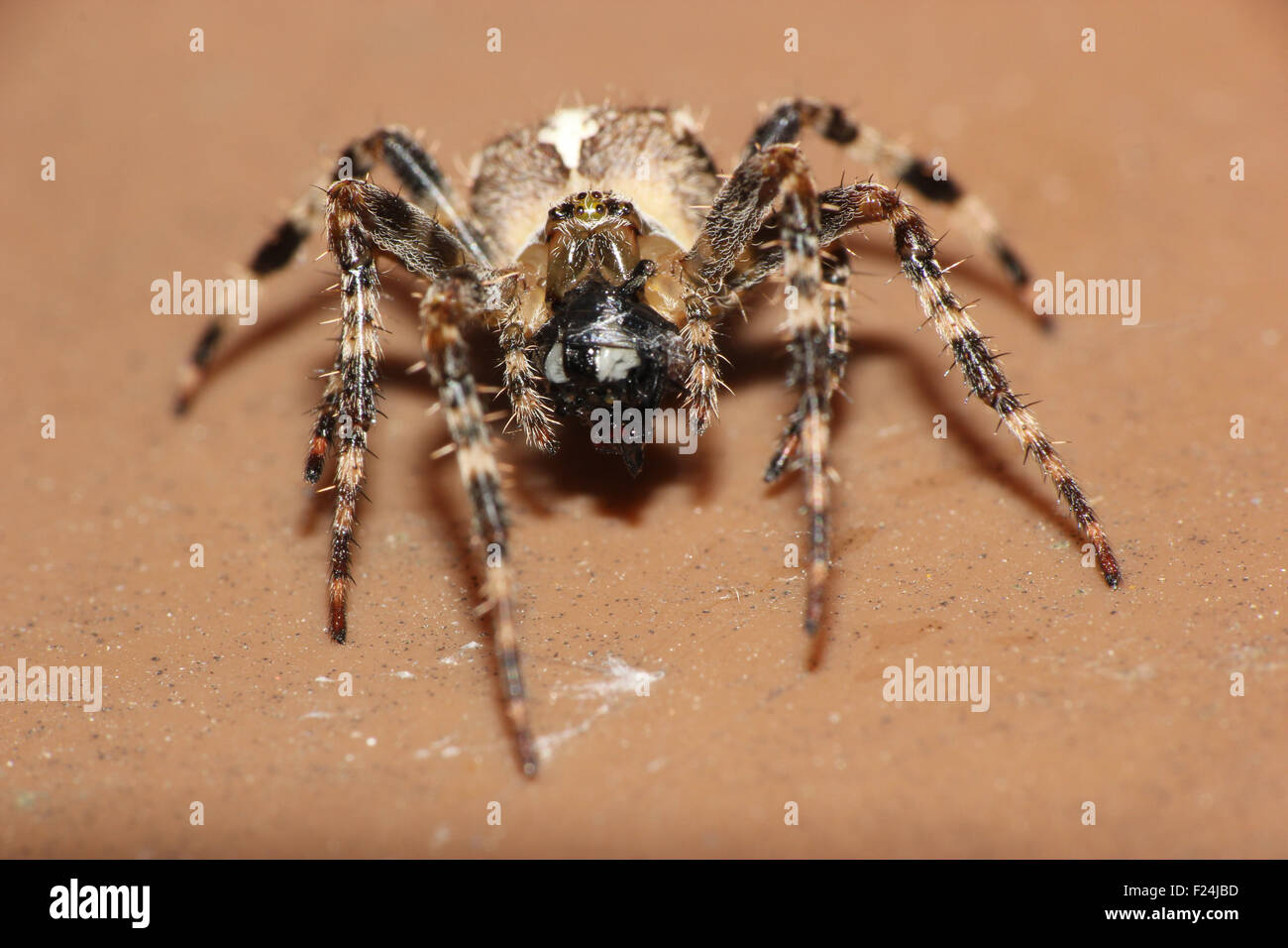 Macro close up immagine di un ragno di mangiare una mosca che era stata intrappolata nel suo spider web Foto Stock