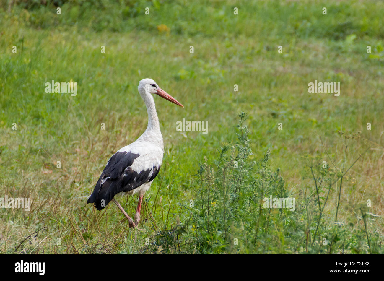 Cicogna bianca (Ciconia ciconia) in prato, Polonia settentrionale Foto Stock